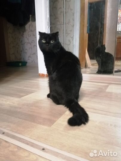 Кот на вязку