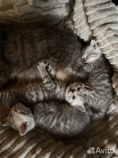 Британские котята