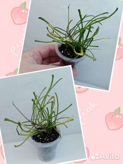 Укоренённые черенки хой