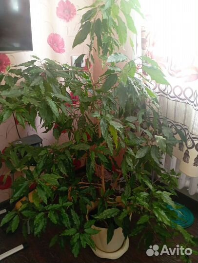 Гибискус китайская роза