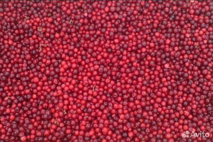 Брусника свежезамороженная (РФ)