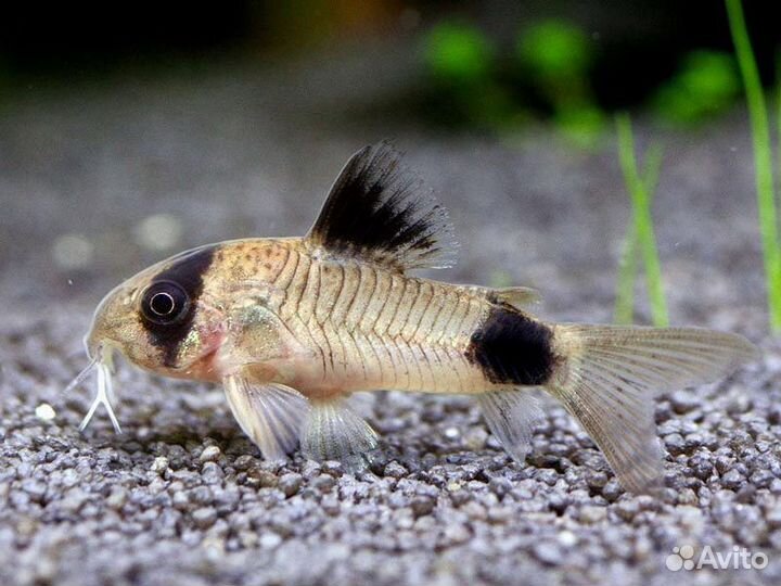 Яркие барбусы и сомики