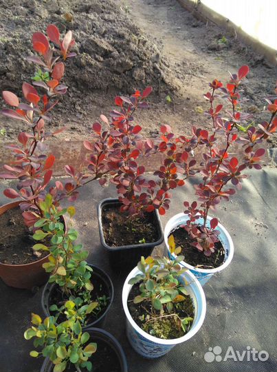 Гортензия древовидная