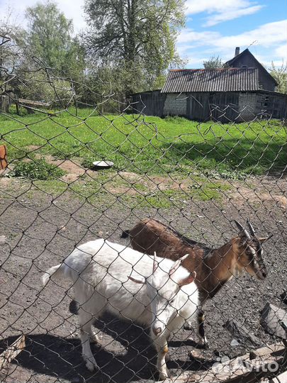 Козачки, коза