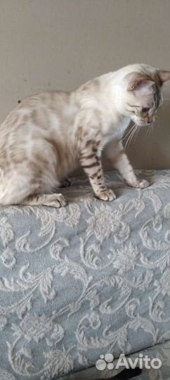 Бенгальский кот