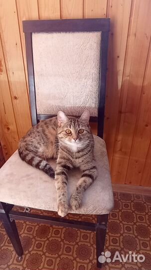 Случка кошки