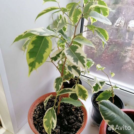 Фикус Бенджамина