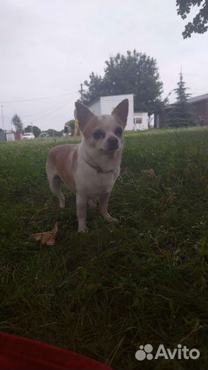 Вязка чихуахуа