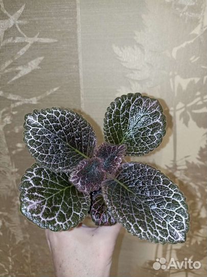 Эписции часть 1