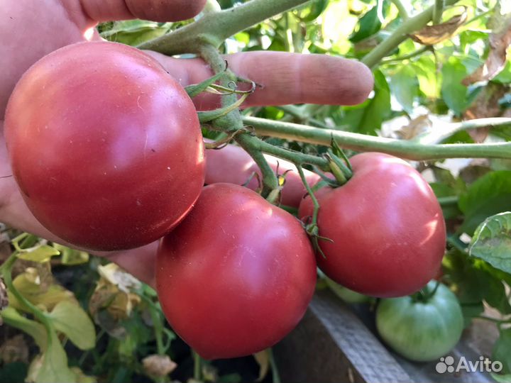 Семена советских сортов помидор