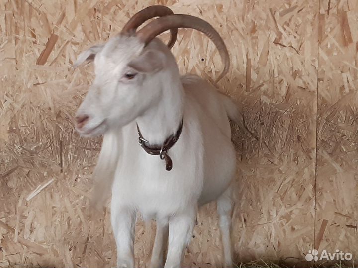 Коза дойная