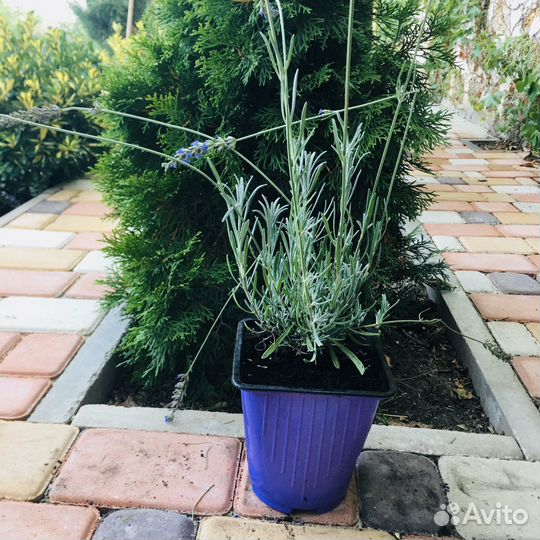 Саженцы лаванды, гибискуса, олеандра, лавра