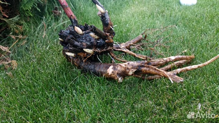 Пион Сара Бернар