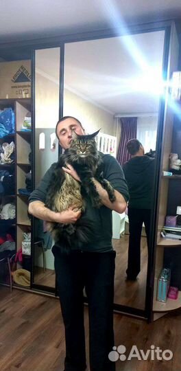 Выгул собак, погуляю с собакой