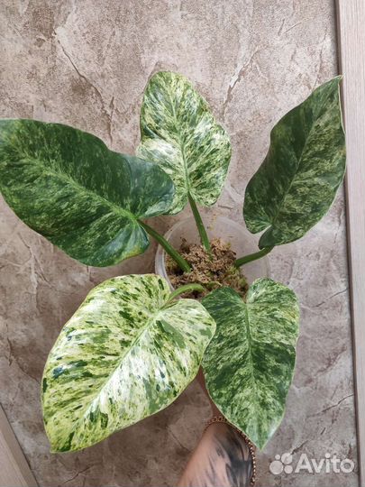 Филодендрон гигантум вариегатный