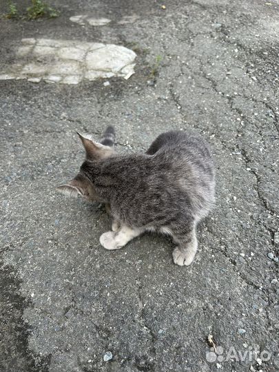 Котята в добрые руки бесплатно