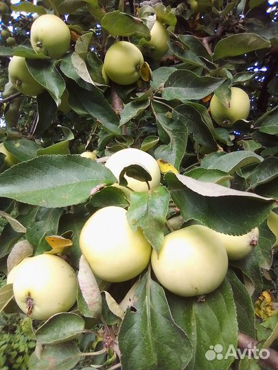 Яблоки. тыква,топинамбур с доставкой