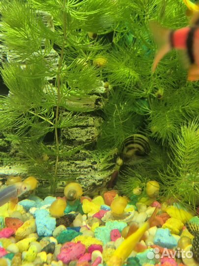 Улитки ампулярии