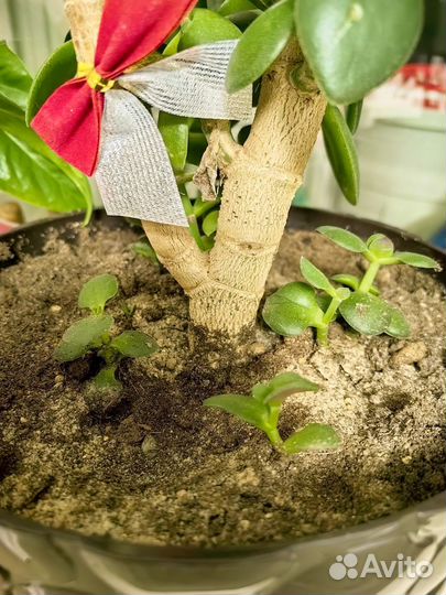 Денежное дерево толстянка