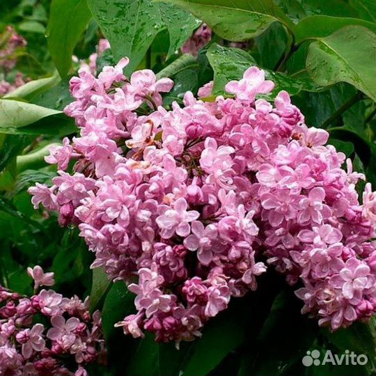 Сирень обыкновенная Лунный свет