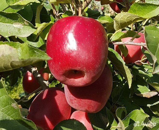 Саженцы яблони оптом мм-106