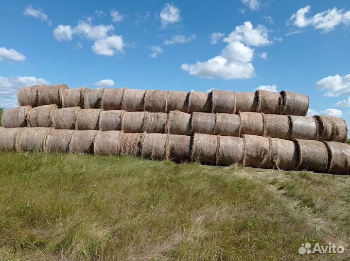 Продам сено в рулонах
