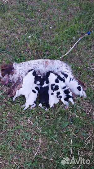 Отдам щенков