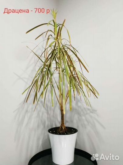 Комнатные цветы