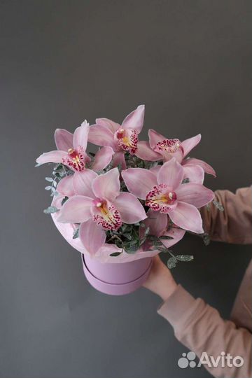 Орхидея фаленопсис