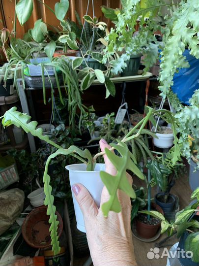 Кактус, лесные кактусы