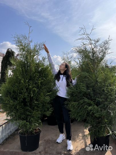 Туя для живой изгороди