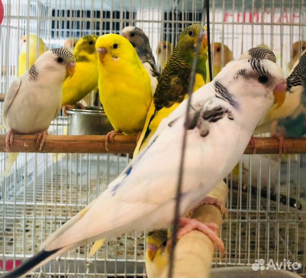 Птенцы волнистый попугай