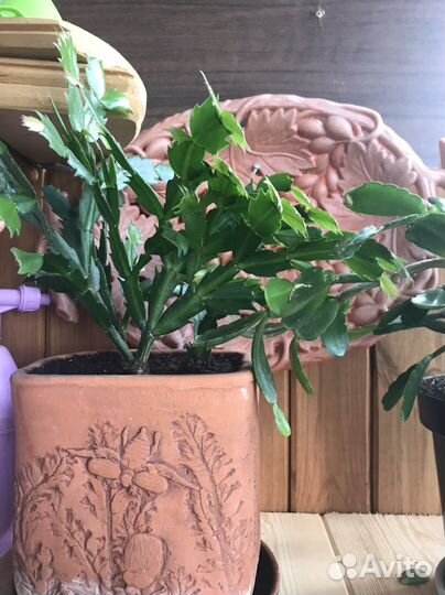 Декабрист шлюмбергера