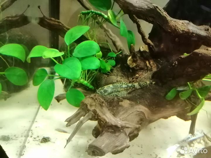 Анциструс сом