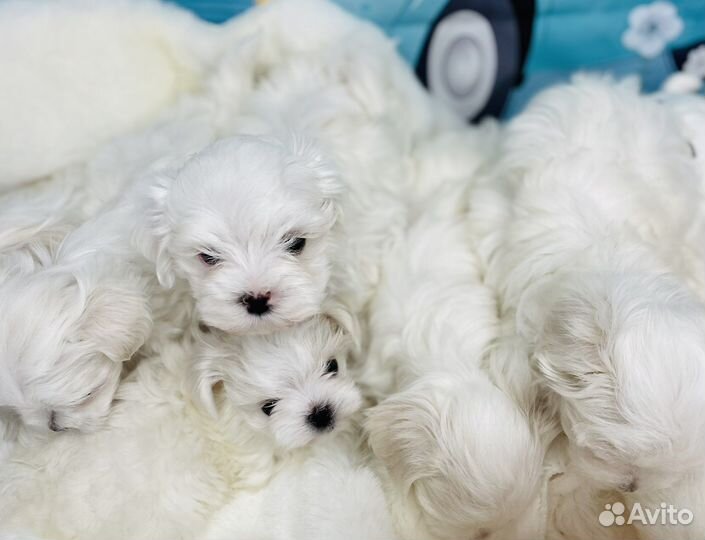 Щенки мальтийской болонки