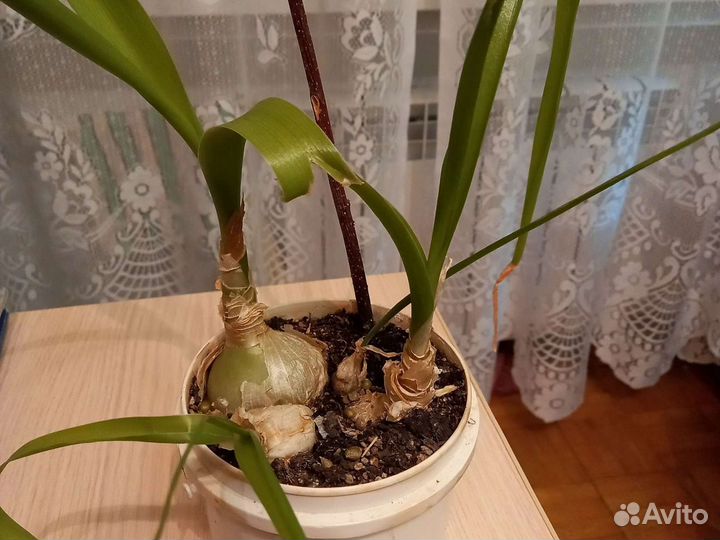 Индийский лук (птицемлечник)