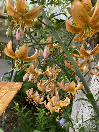 Лилия мартагон