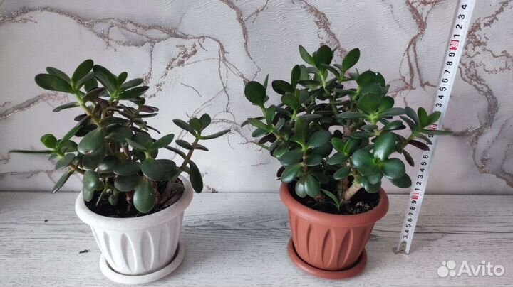 Комнатный цветок Толстянка (Денежное дерево)