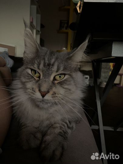Котята мейн-кун