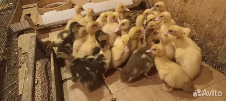 Мускусные утята