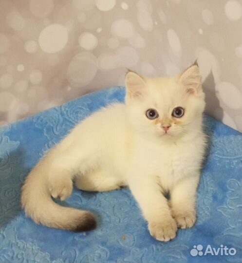 Голубоглазая кошечка