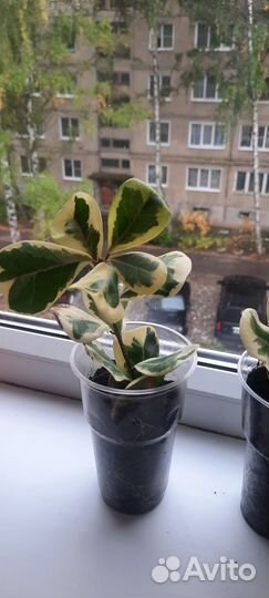 Фикус триангулярис коканат крем, вайт марджин