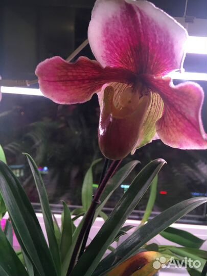Орхидея пафиопедилум (Paphiopedilum) Башмачок