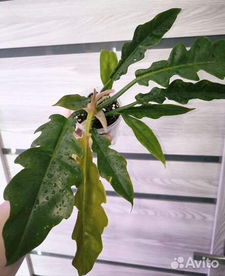 Филодендрон карамель