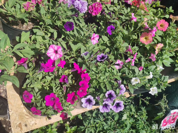 Вегетативная петуния опт