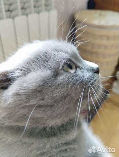 Британская кошечка 2 месяца