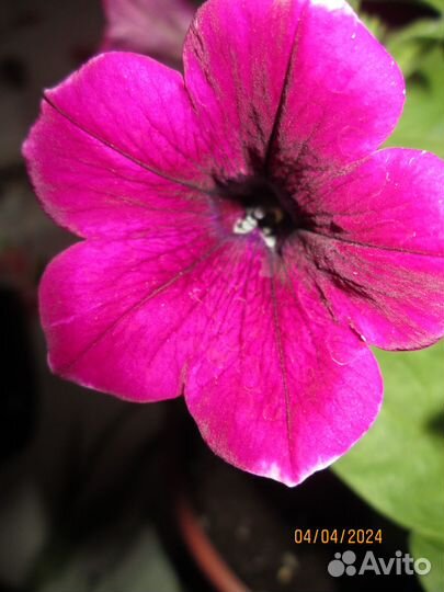 Вегетативная петуния