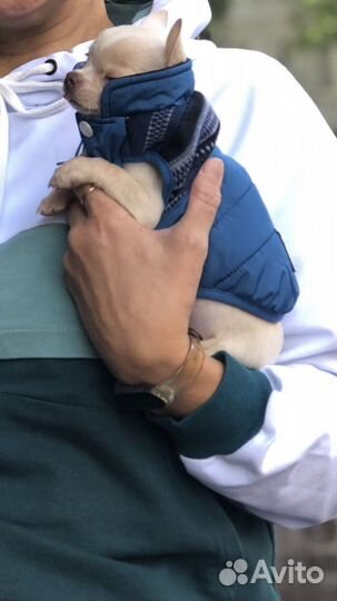 Комбинезон для маленькой собаки