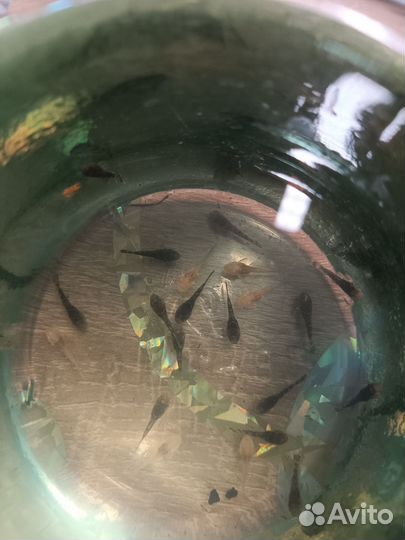 Малыши сомики Анциструс