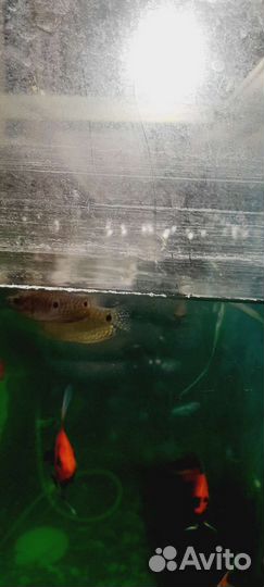 Аквариумные рыбки